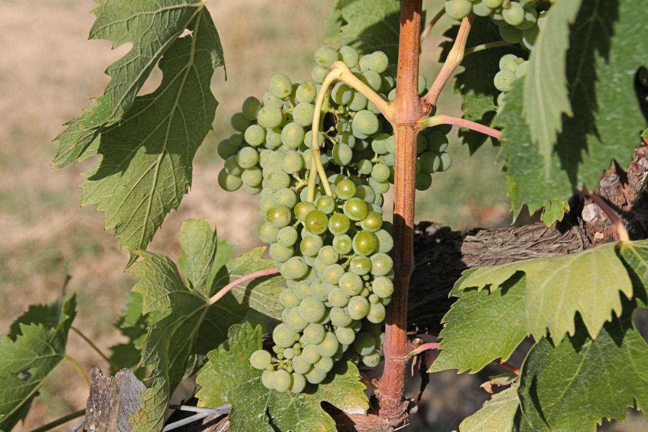 La Torre In Chianti Apartman Siena Kültér fotó